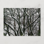 Carte Postale Branches d'hiver (Devant)