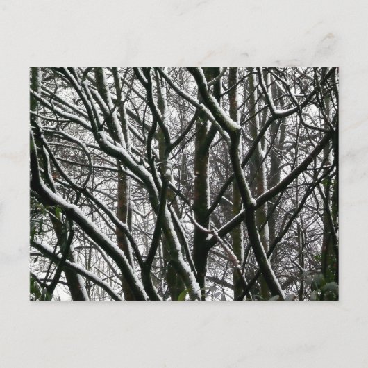 Carte Postale Branches d'hiver (Devant)