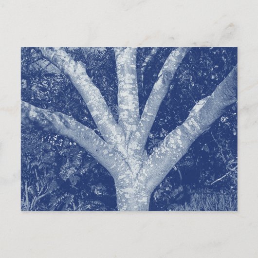 Carte Postale Branches fourrées - Effet Cyanotype (Devant)