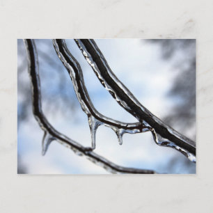 Carte postale Branches Icy