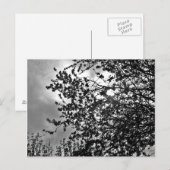 Carte Postale Branches sauvages (Devant / Derrière)