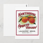 Carte Postale Brandy Hawthorne Apricot (Devant / Derrière)