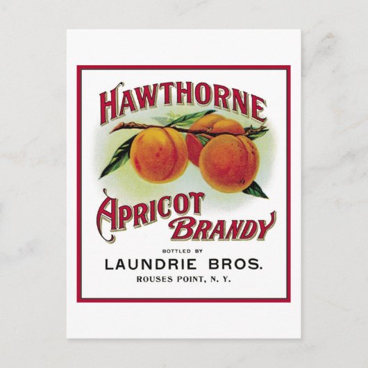 Carte Postale Brandy Hawthorne Apricot (Devant)