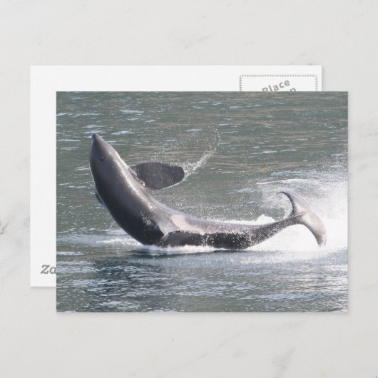 Carte Postale Brassage d'orca en Alaska (Devant / Derrière)