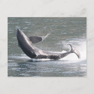 Carte Postale Brassage d'orca en Alaska