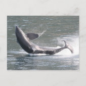 Carte Postale Brassage d'orca en Alaska (Devant)