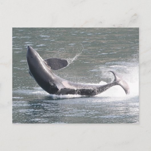 Carte Postale Brassage d'orca en Alaska (Devant)