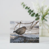 Carte Postale Brave American Dipper (Debout devant)