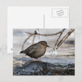Carte Postale Brave American Dipper (Devant / Derrière)