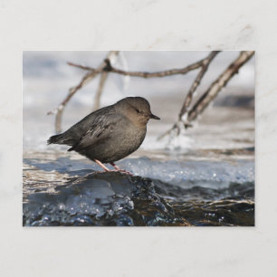 Carte Postale Brave American Dipper