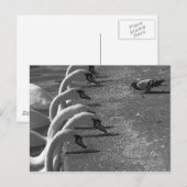 Carte Postale Brave Pigeon (Devant / Derrière)