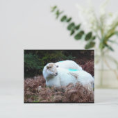 Carte Postale Brebis prise sur le fait (Debout devant)