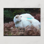 Carte Postale Brebis prise sur le fait (Devant)