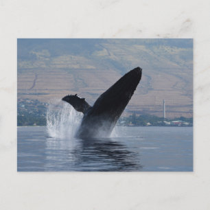 Carte Postale brèche de baleine à bosse