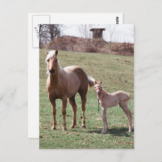 Carte Postale Bree et Jac (Devant / Derrière)