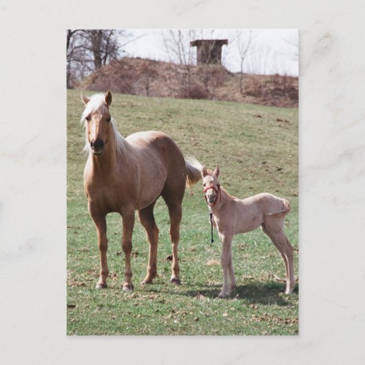 Carte Postale Bree et Jac (Devant)