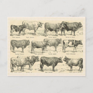 Carte Postale Breeds de bovins, France, Différentes races 3