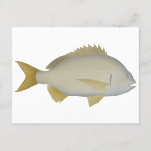 Carte Postale Brème de Yellowfin