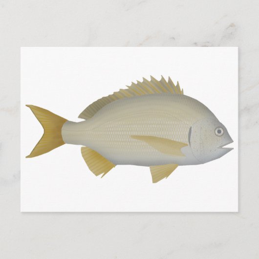 Carte Postale Brème de Yellowfin (Devant)