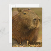 Carte Postale Brésil, Pantanal, Matto Grosso. Capybara (Devant / Derrière)