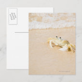 Carte Postale Brésil, Rio de Janeiro, Buzios, Crabe sur (Devant / Derrière)