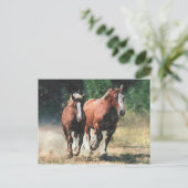 Carte postale bretonne de chevaux (Debout devant)