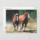 Carte postale bretonne de chevaux (Devant / Derrière)