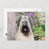 Carte Postale Briard Dog dans une Tiara "Queen Bee" (Devant / Derrière)