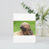 Carte Postale Briard fauve (Debout devant)
