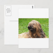 Carte Postale Briard fauve (Devant / Derrière)