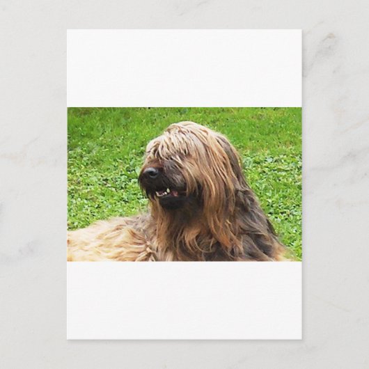 Carte Postale Briard fauve (Devant)