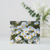 Carte Postale Briefkaart "veld vol madeliefjes" (Debout devant)