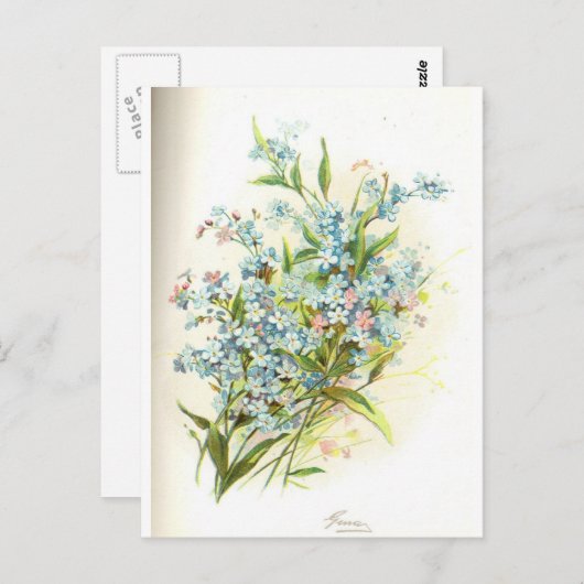 Carte Postale Brier rose (Devant / Derrière)