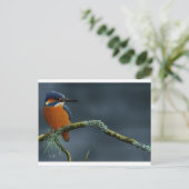Carte Postale Bright Kingfisher cadeaux (Debout devant)