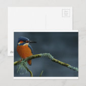 Carte Postale Bright Kingfisher cadeaux (Devant / Derrière)