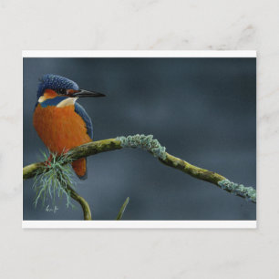 Carte Postale Bright Kingfisher cadeaux