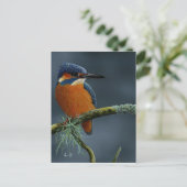 Carte Postale Bright Kingfisher cadeaux (Debout devant)