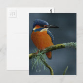 Carte Postale Bright Kingfisher cadeaux (Devant / Derrière)