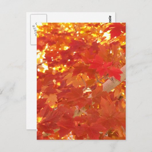 Carte Postale Bright Maple Feuilles (Devant / Derrière)