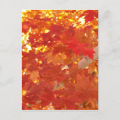 Carte Postale Bright Maple Feuilles (Devant)