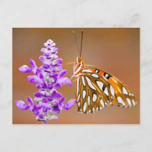 Carte Postale Bright Orange Gulf Fritillary Butterfly