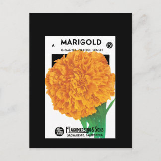 Carte Postale Bright Orange Marigold