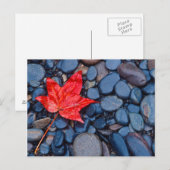 Carte Postale Bright Red Fall Leaf (Devant / Derrière)