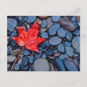 Carte Postale Bright Red Fall Leaf