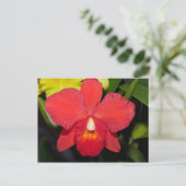 Carte postale Bright Red Orchid (Debout devant)