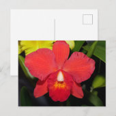 Carte postale Bright Red Orchid (Devant / Derrière)