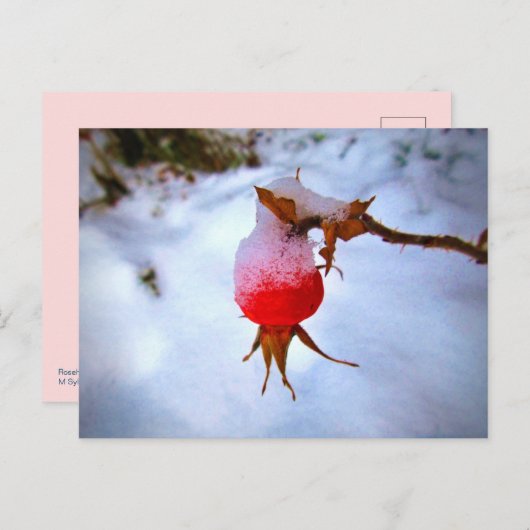 Carte Postale Bright Red Rosehip (Devant / Derrière)