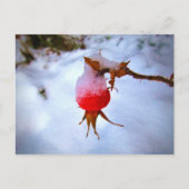 Carte Postale Bright Red Rosehip (Devant)