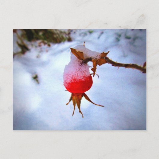Carte Postale Bright Red Rosehip (Devant)