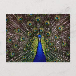 Carte Postale Bright regal paon photo